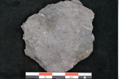 Foto (Detailansicht) von Plantae indet.  (NHMW-GEO-2024-0188-11542)